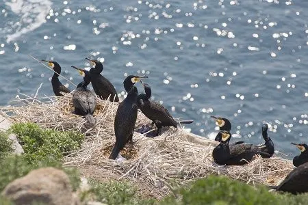 Ученые Дальневосточного морского заповедника впервые проводят учет гнездящихся птиц с помощью беспилотников