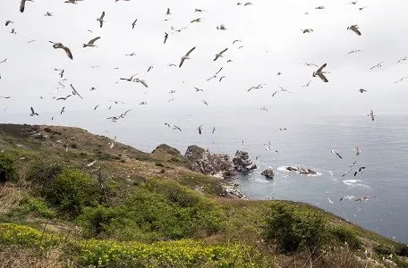 Ученые Дальневосточного морского заповедника впервые проводят учет гнездящихся птиц с помощью беспилотников