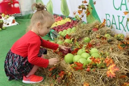 Гигантское панно из яблок выложили на гастрономическом фестивале в Нальчике