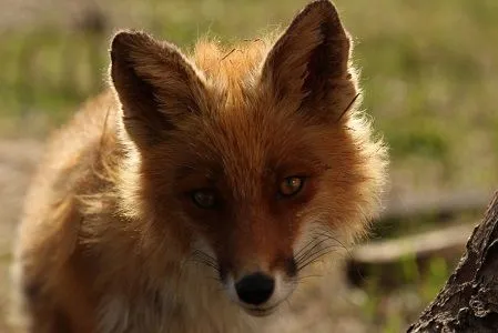 Двухлетние съемки документального фильма о лисах стартуют в Кроноцком заповеднике на Камчатке